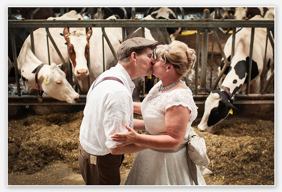 Bruid en bruidegom kussen tussen de koeien