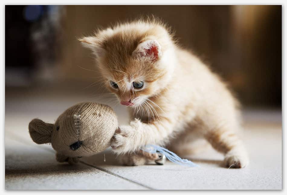 Kitten speelt met muis