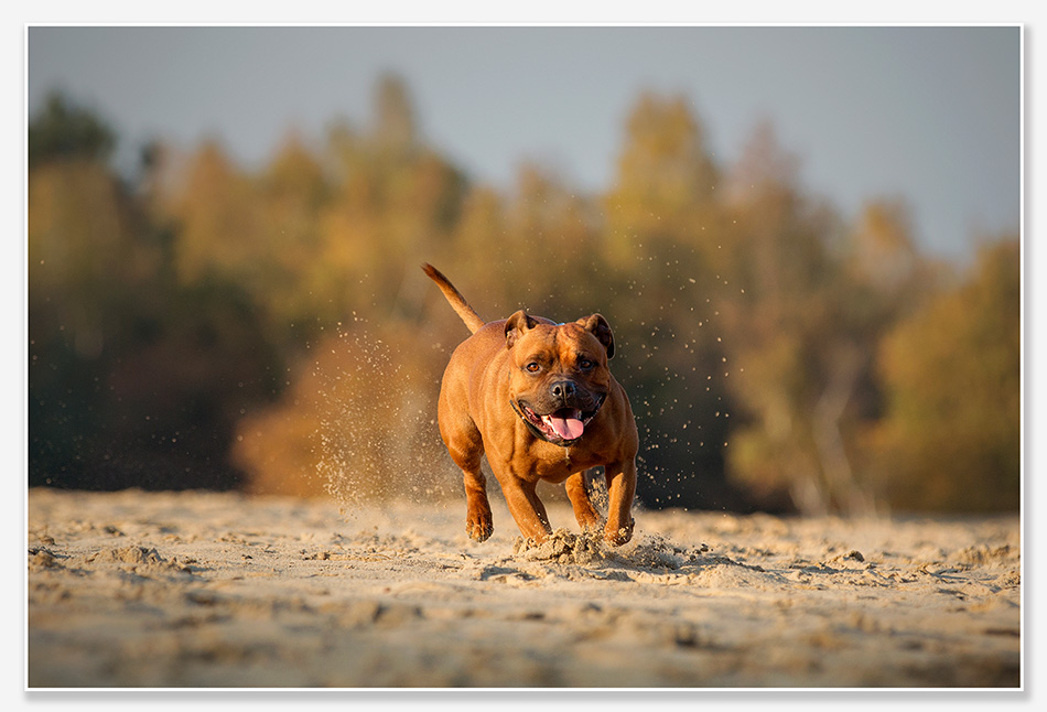 Hondenfotografie in de Drunense Duinen