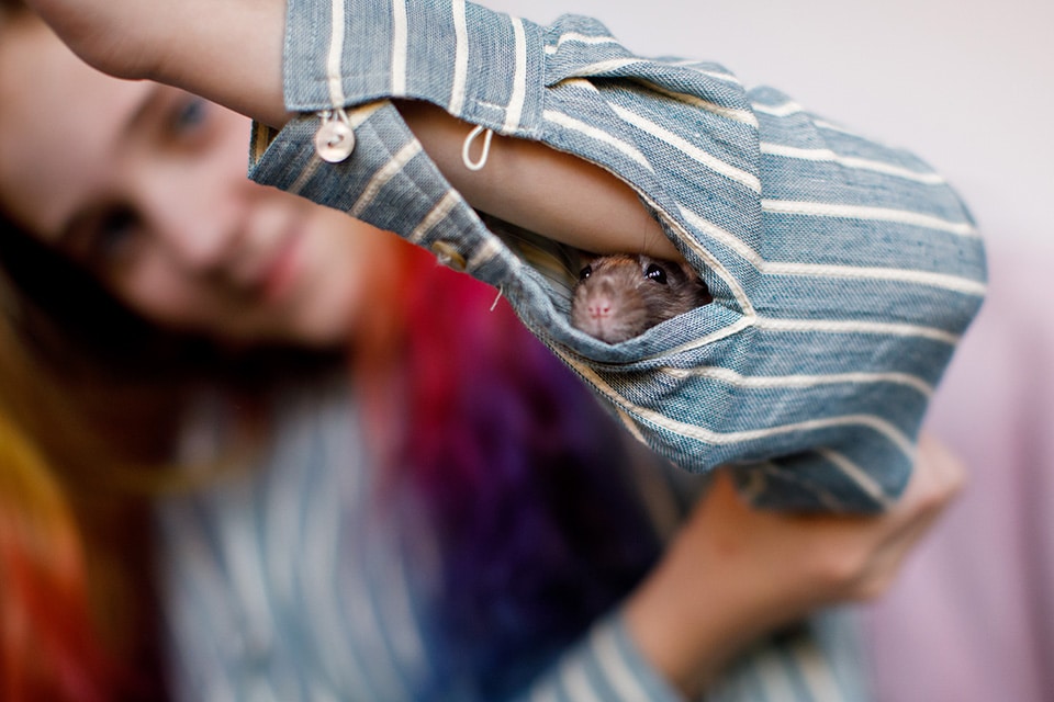 Meisje kijkt liefdevol hoe haar ratje zich heeft verstopt in haar mouw