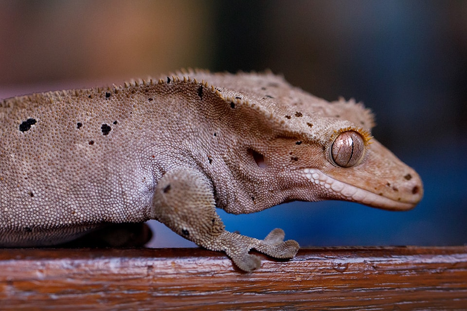 Close-up van gekko met mooie wimpers voor blauwe achtergrond 