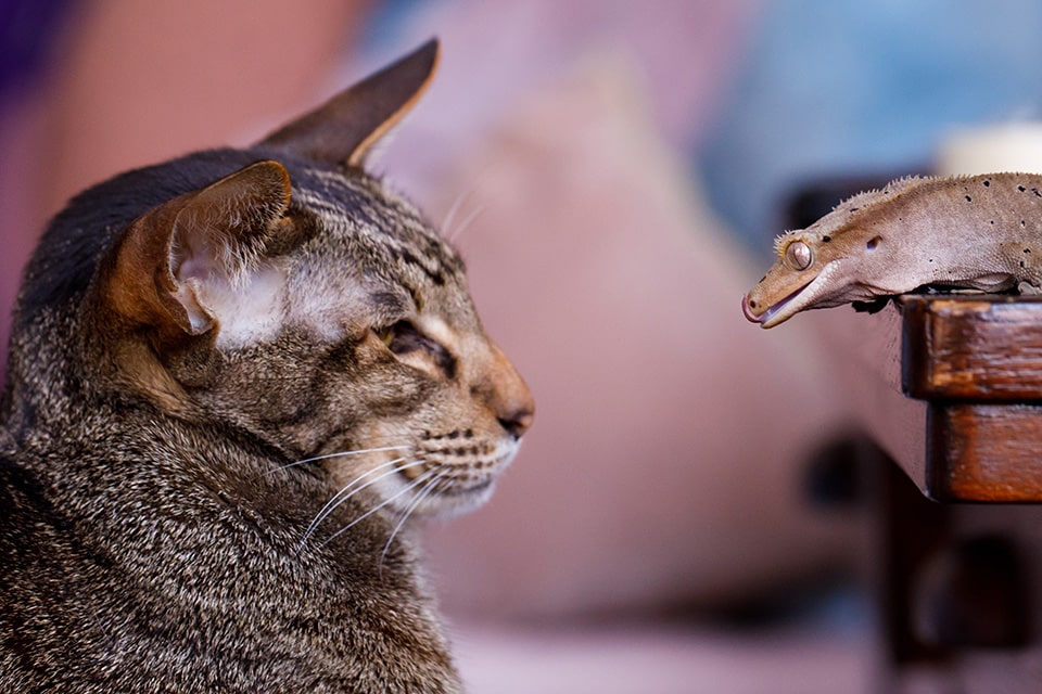 Gekko steekt tongue uit naar kat