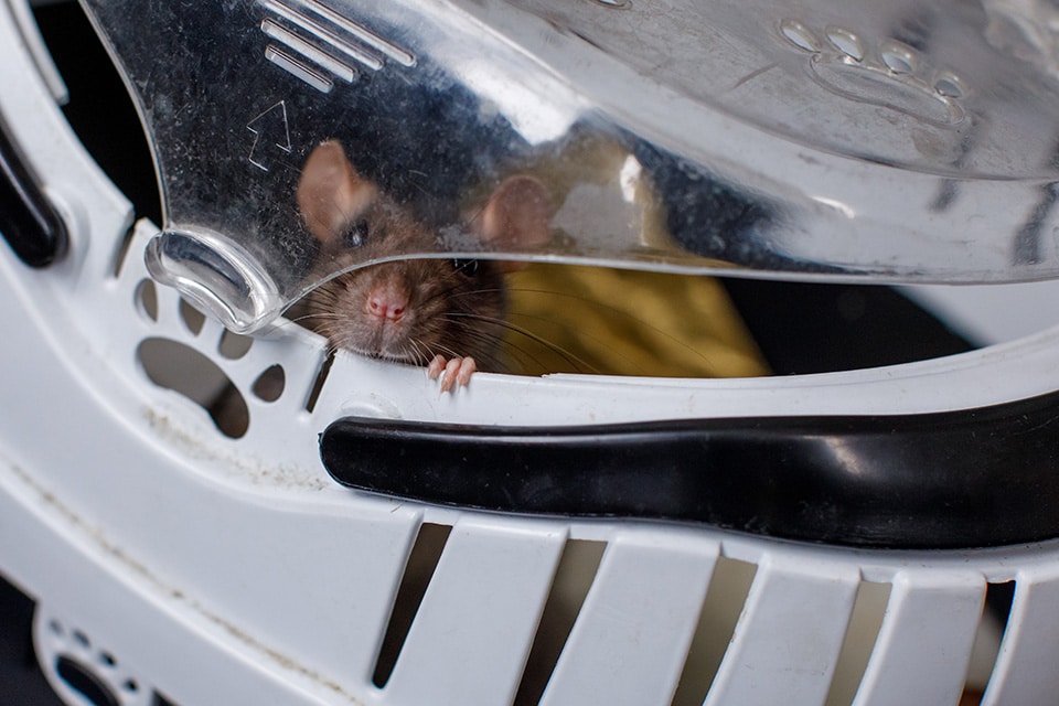 Ratje kijkt uit haar transportmand 